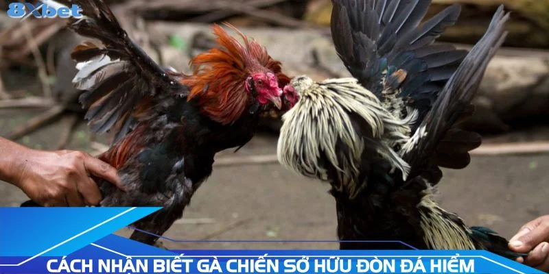 cach-nhan-biet-ga-chien-so-huu-don-da-hiem